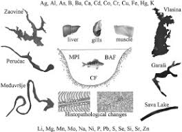 Hg 153 2018 pentru aprobarea regulamentului cadru din 29 martie 2018 privind stabilirea locurilor de 1.153 din 21 noiembrie 2001 pentru aprobarea normelor metodologice de aplicare a prevederilor legii. Impact Of Reservoir Properties On Elemental Accumulation And Histopathology Of European Perch Perca Fluviatilis Sciencedirect