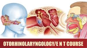 Nose surgery can include different types of procedures necessary to treat sinus. What Is Otorhinolaryngology Courses And Career Educationasia
