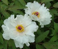 Phoenix White 2 3 Yr Chinese Tree Peony Pricy But This Is A Source Of Many Different Types Of Tree Peonies Peony Farm Tree Peony Pink Flowering Trees