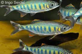 It is found in southern karnataka and northern kerala. Barilius Canarensis Rotflossen Blaubandbarbling My Fish Aus Freude An Der Aquaristik