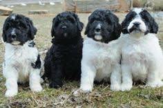 Rocky Mountain Bernedoodles Bernedoodlebrdr On Pinterest