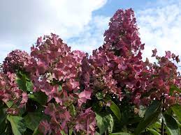 Check spelling or type a new query. Hydrangea Mega Mindy Best Select