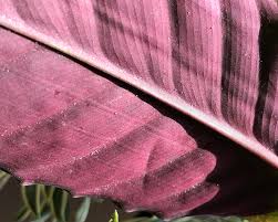 Check spelling or type a new query. Plant Pests And How To Deal With Them Stump Curated Plants Sustainably Crafted Wares