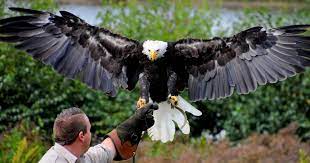 De amerikaanse zeearend is amerika's nationale vogel.the bald eagle (haliaeetus leucocephalus) is a bird of prey found in north america. Mensen Kijken Massaal Omhoog Zie Ik De Amerikaanse Zeearend Vliegen Beekse Bergen Bd Nl