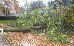 Das fällen von bäumen ist laut des bundesnaturschutzgesetzes (§39) zwischen dem 01. Baum Fallen Gilt Nicht Radio Lippewelle Hamm