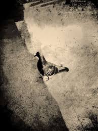Jackbarnosky Pigeon Jack Barnosky Artiste Oiseaux Images