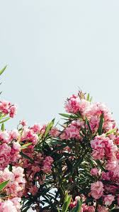 25 Best Ideas About Tumblr Computer Backgrounds On Pinterest Floral Wallpaper Desktop Photography Wallpaper Backgrounds