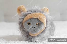 What eye colors can a british. British Shorthair Blue Cat Wearing A Lion Costume Pampered Pets Pet Clothing Stock Photo 193441758