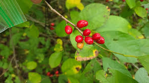 Image result for Buchnera libenii