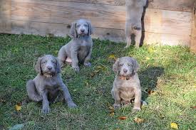 Image result for výmarský dlouhosrstý ohař