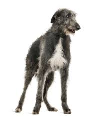 Scottish deerhound puppies november 2009 from dorrator kennels in scotland. Scottish Deerhounds For Sale Online Find A Puppy And Adopt Today Vip Puppies