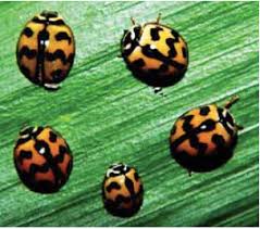 Insect pests can damage vegetables in many ways. Managing Insect Pests In Organic Vegetable Production Agriculture Monthly