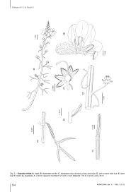 Image result for Sopubia mannii