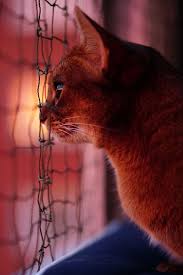 Resimlerin Dili Guzel Kediler Yavru Kediler Cute Kittens