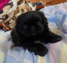 Black And White Pekingese Pekingese Dogs Black And White