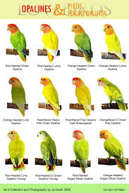 African Lovebirds Mutations Lovebirds On Pinterest Opaline