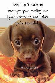 I Just Wanted To Say You Are Beautiful Cute Little Puppies Cute Animals Pets