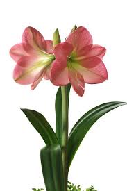 Pin On Amaryllis Lirios