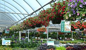 Als u een gebied heeft met veel zon, zullen deze planten uitstekende keuzes maken. Top Hanging Baskets For Full Sun Fairview Garden Center