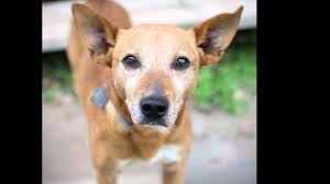 Originally founded as the boerboom pet hospital we have proudly served the area since 1971. Mending Spirits Animal Rescue Givemn