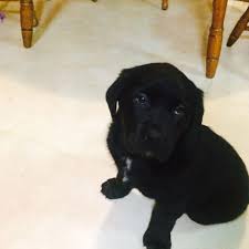 I can't get enough of cute labrador retrievers. Best Chocolate Lab Black Lab Mix Puppies Ready To Go To A Good Home 1 Boy And 1 Girl 100 For Girl And 75 For Boy Message For More Details For Sale