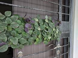 Hang your herbs by a window, then unhook and bring to the table or cooking pot for fresh herbs with every meal. What To Do With Fejka Artificial Wall Plants From Ikea Singapore