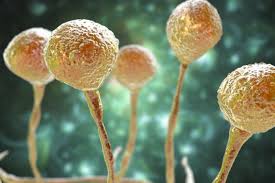 Sequential antifungal drug treatment improved mucormycosis survival. Covid 19 Fungo Negro Encontrado Na India Existe No Brasil Mas Nosso Corpo Costuma Ser Forte Contra Ele