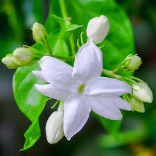 Image result for Jasminum grandiflorum