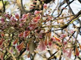 Image result for Stereospermum kunthianum