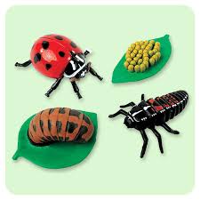 Ladybirds lay delicate eggs on green leaves. Ladybug Life Cycle Stages Insect Lore
