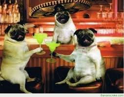When people sing happy birthday to you and you just sit there like cinco de mayo memes. Cinco De Mayo Funny Quotes Quotesgram