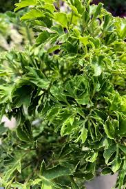 Image result for Polyscias fruticosa