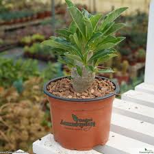 Image result for Pachypodium saundersii