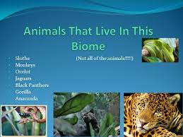 The amazon river basin rainforest contains a wider variety of plant and animal life than any other biome in the world. By Courtney Brown Tropical Rainforest Biome In The Tropical Rainforest The Climate Is Warm And Humid An Average Of 50 To 260 Inches Of Rainfall A Year Ppt Download