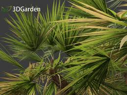 Image result for Acoelorrhaphe wrightii