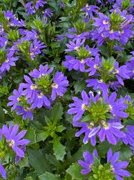 Image result for Scaevola