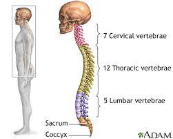 The spine's four sections, from top to bottom, are the cervical (neck), thoracic (abdomen,) lumbar (lower back), and sacral (toward tailbone). Skeletal Spine Medlineplus Medical Encyclopedia Image