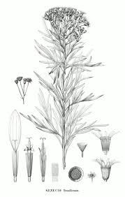 Image result for Senecio greenwayi
