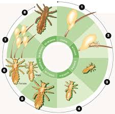Image result for lice life cycle
