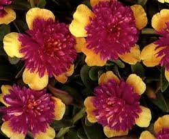 Image result for Portulaca kermesina