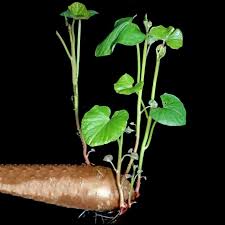The best time to plant sweet potatoes is about a month after the last frost of the season. Starting Sweet Potato Slips How To Grow Sweet Potatoes From The Store