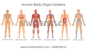 · related posts of anatomy of internal organs male skeleton bones diagram. Male Skeleton With Internal Organs Vector Illustration C Vecton 922219 Stockfresh