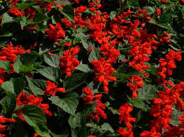 Brazil's guarani suffer at the hands of violent ranchers. Den Garten Im Herbst Farbenfroh Mit Blumen Und Pflanzen Gestalten