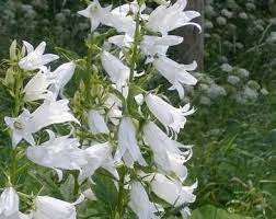 Check spelling or type a new query. Campanula Wide Leaved Bellflower Campanula Latifolia Subsp Latifolia Alba
