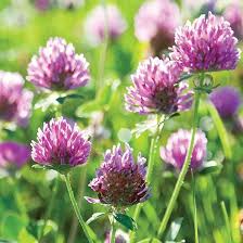Grit Rural American Know How Purple Flowering Plants Edible Wild Plants Clover Flower