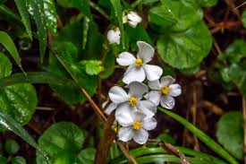 Image result for Pentarrhinum insipidum