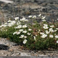 Image result for Stellaria sennii