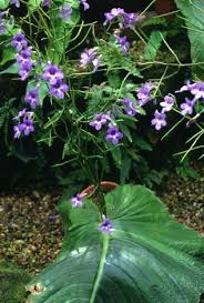 Image result for Streptocarpus eylesii × michelmorei