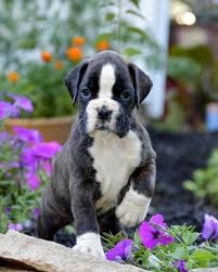 Euro Boxx Boxers Produces Quality European Boxer Puppies For Show Work Or Play Our Boxers Are Of Select European Boxer Puppies Boxer Dogs Brindle Boxer Dogs