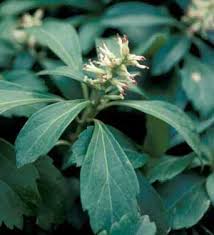 The region in and around florida caverns state park.it is a state endangered species, but its range extends throughout much of the southeast coastal plain and it is more common in the lower appalachians. Pachysandra Pachysandra Terminalis